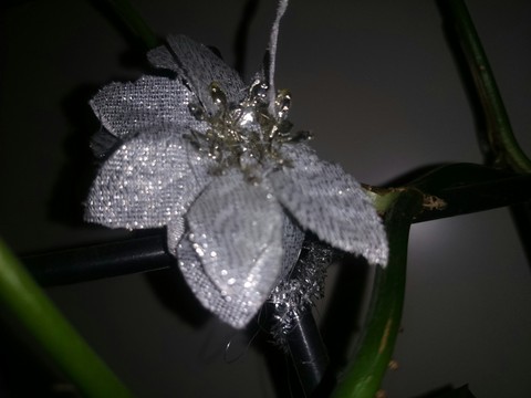 silverstar