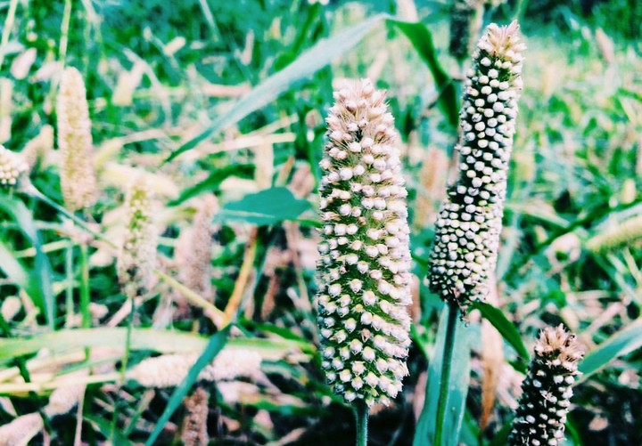 Nature