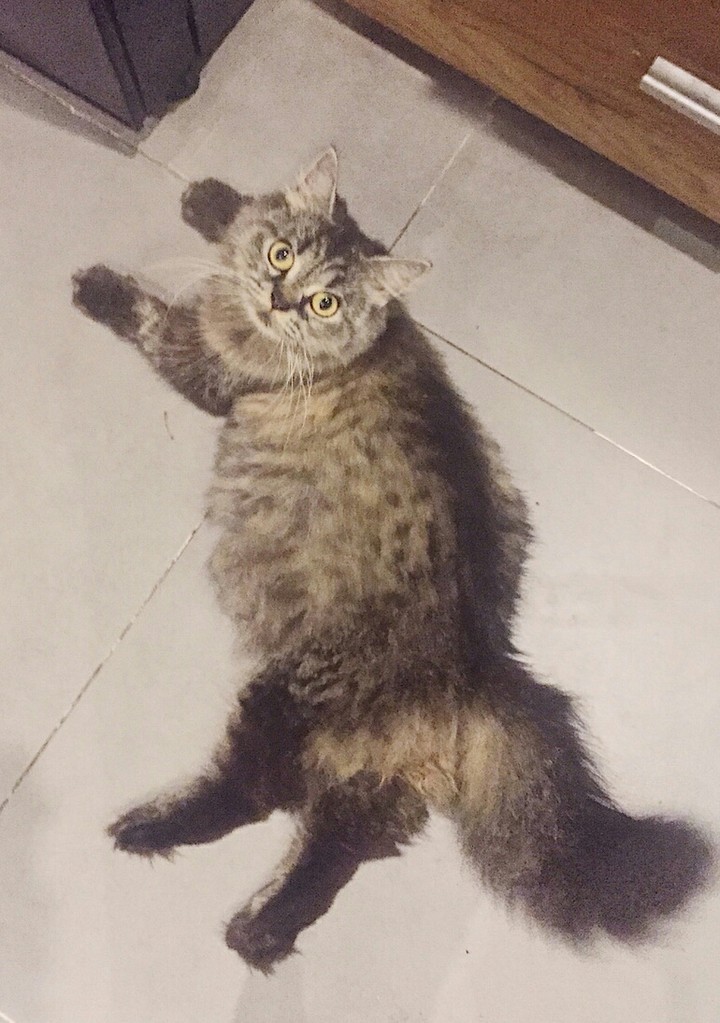 Moana cat