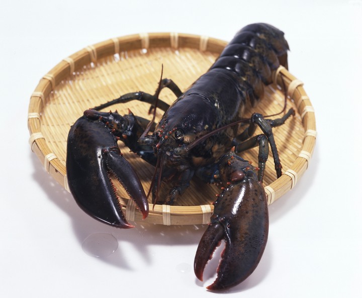 음식이미지
