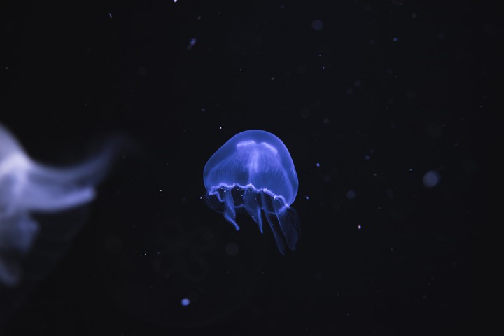 underwater