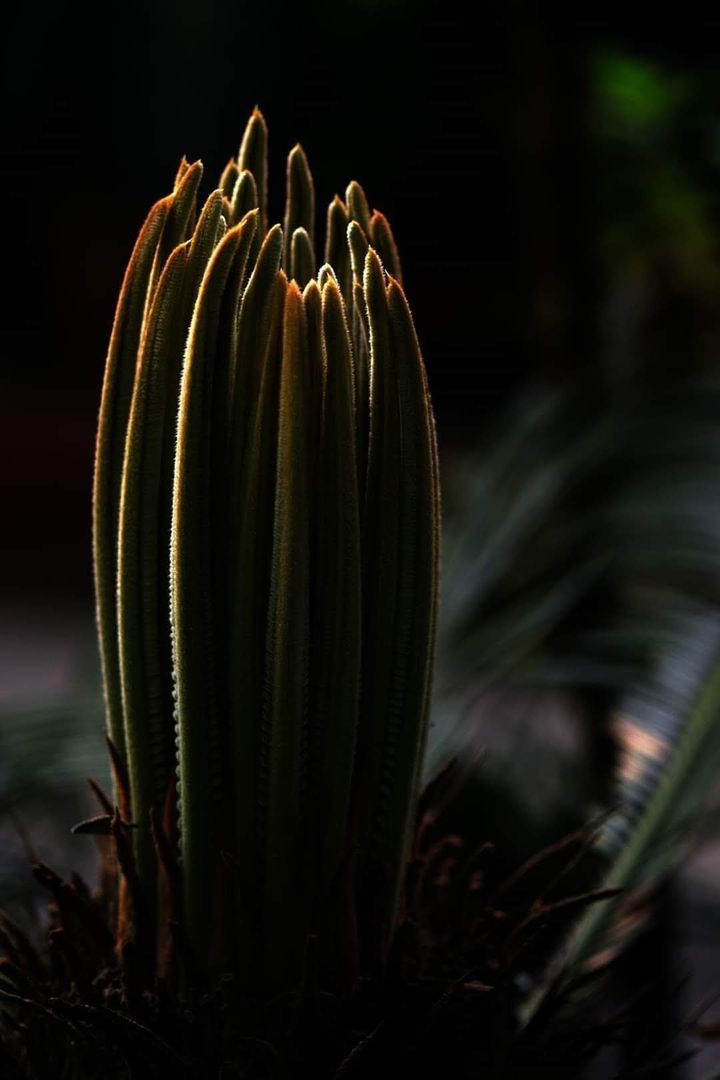 Exotic