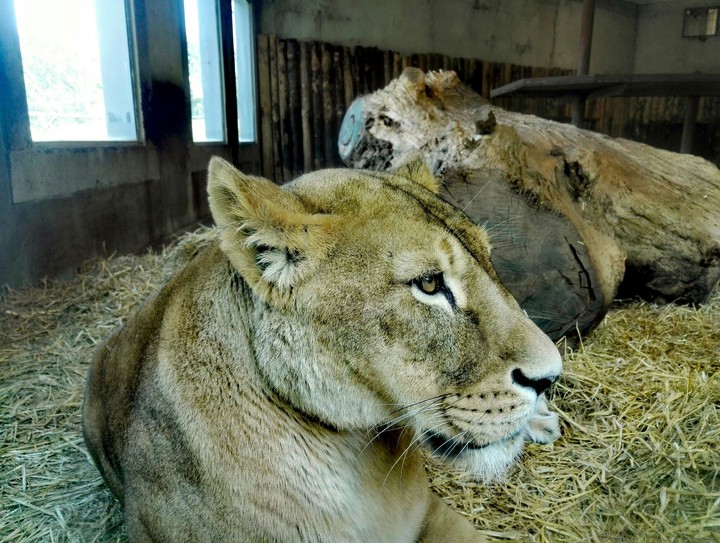 Lion