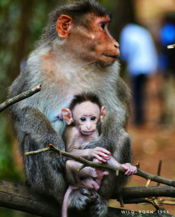 mother's love