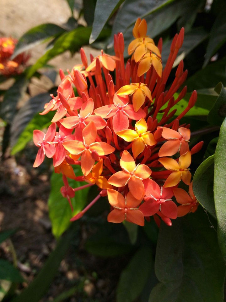 #indian_flowers #loved_it