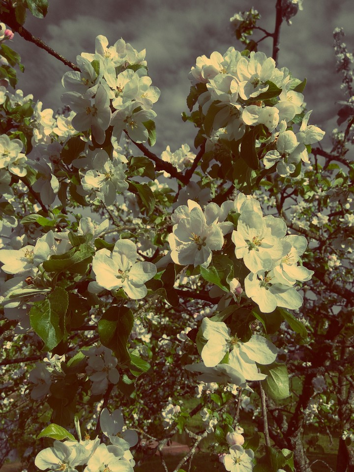 Blossom