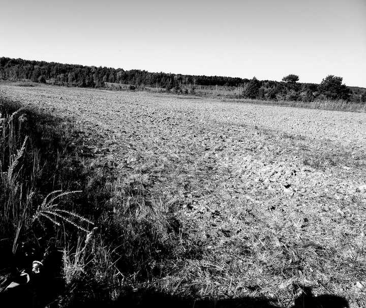 Dove hunting