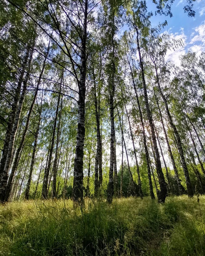 Берёзовая роща