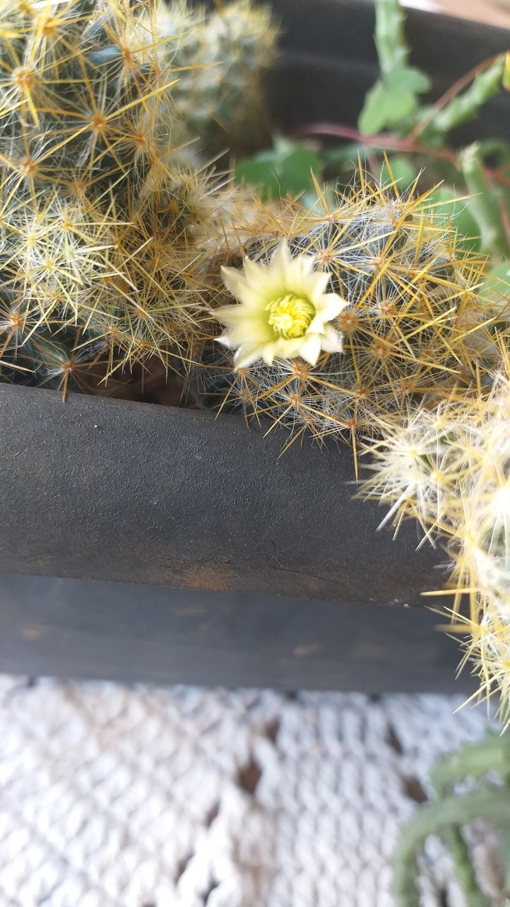 even in the thorns the flowers