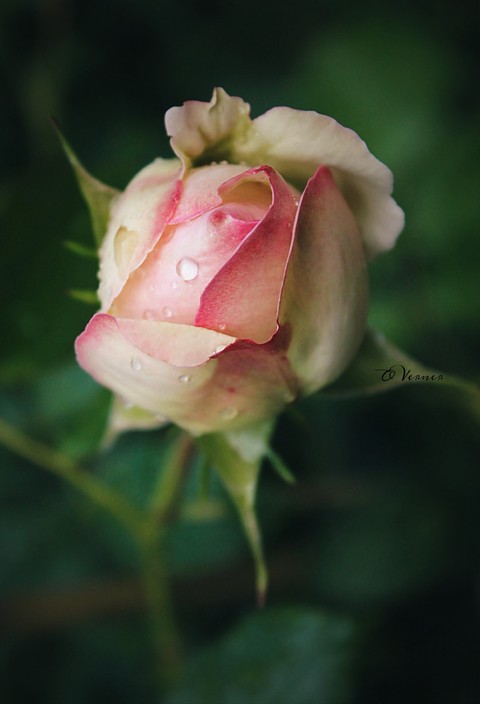 photography, summer桌布