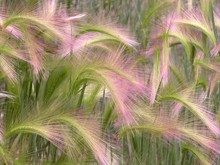 Barley