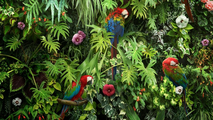 macaw parrots