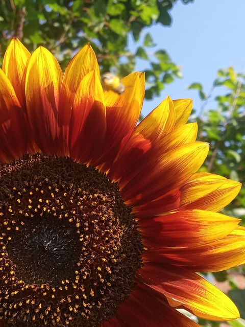 Sunflower