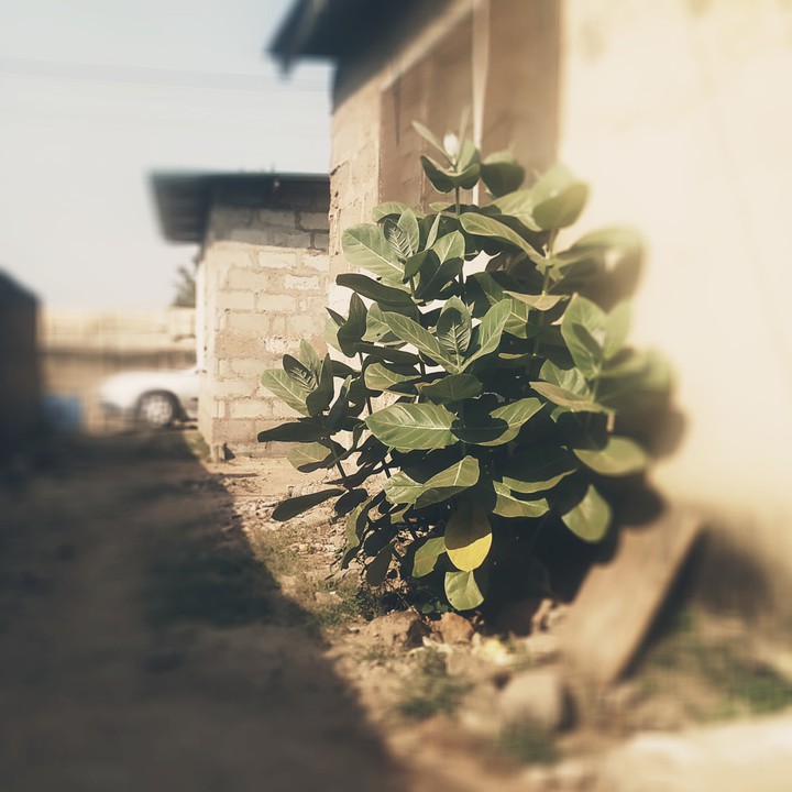 Green Leaf