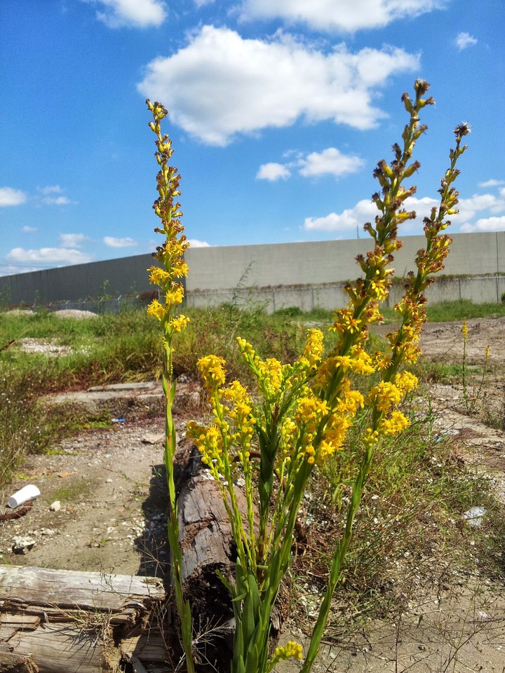 Urban wild flowers