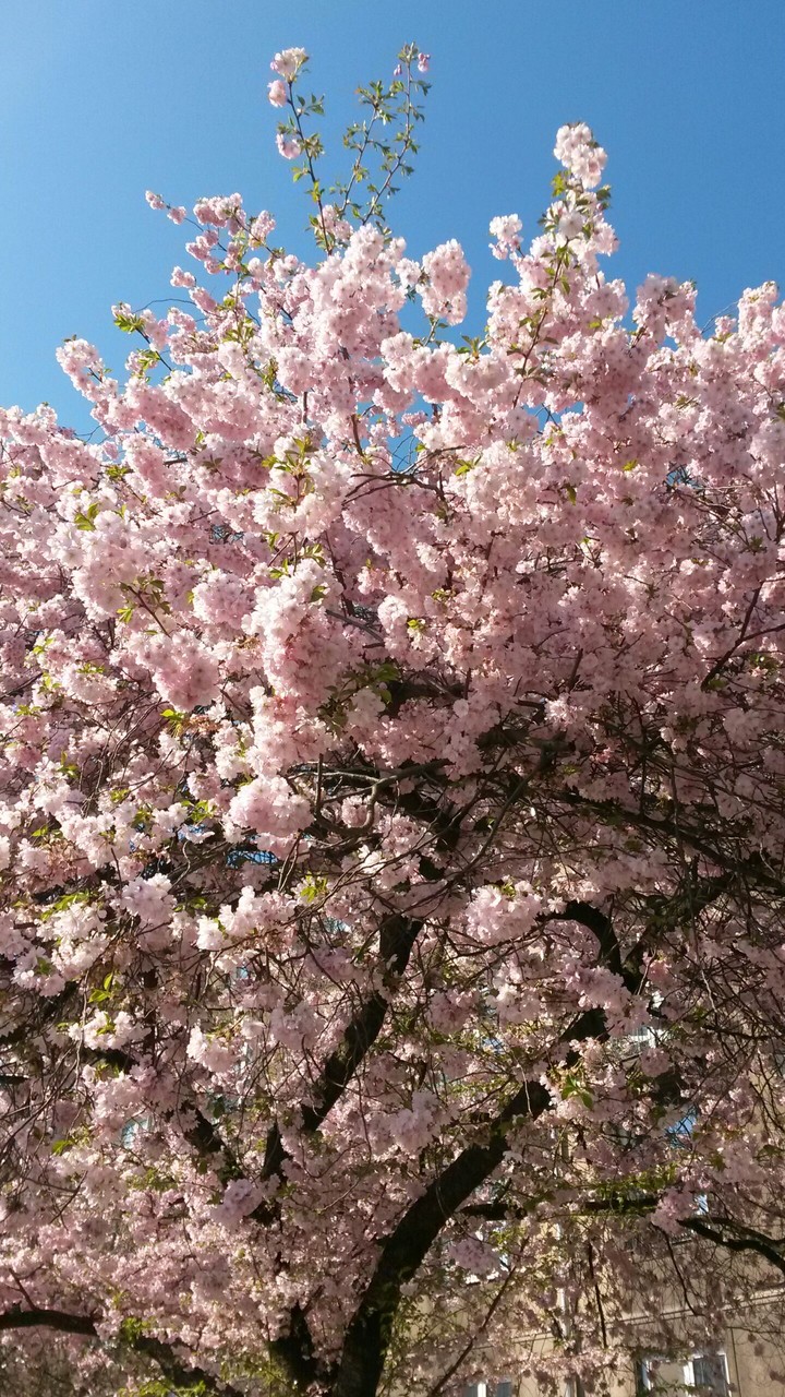 spring