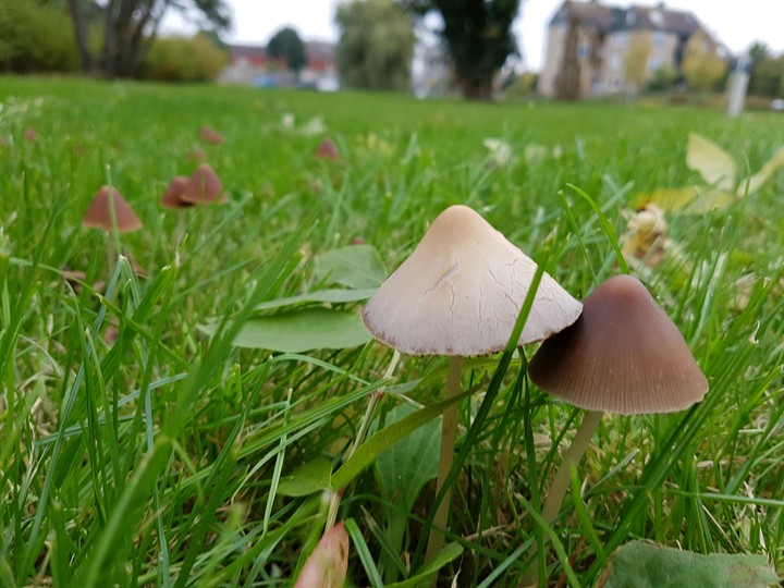 mushroom field