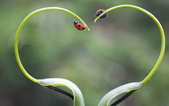 Love