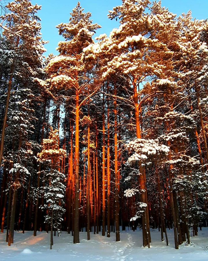 Sun in the forest