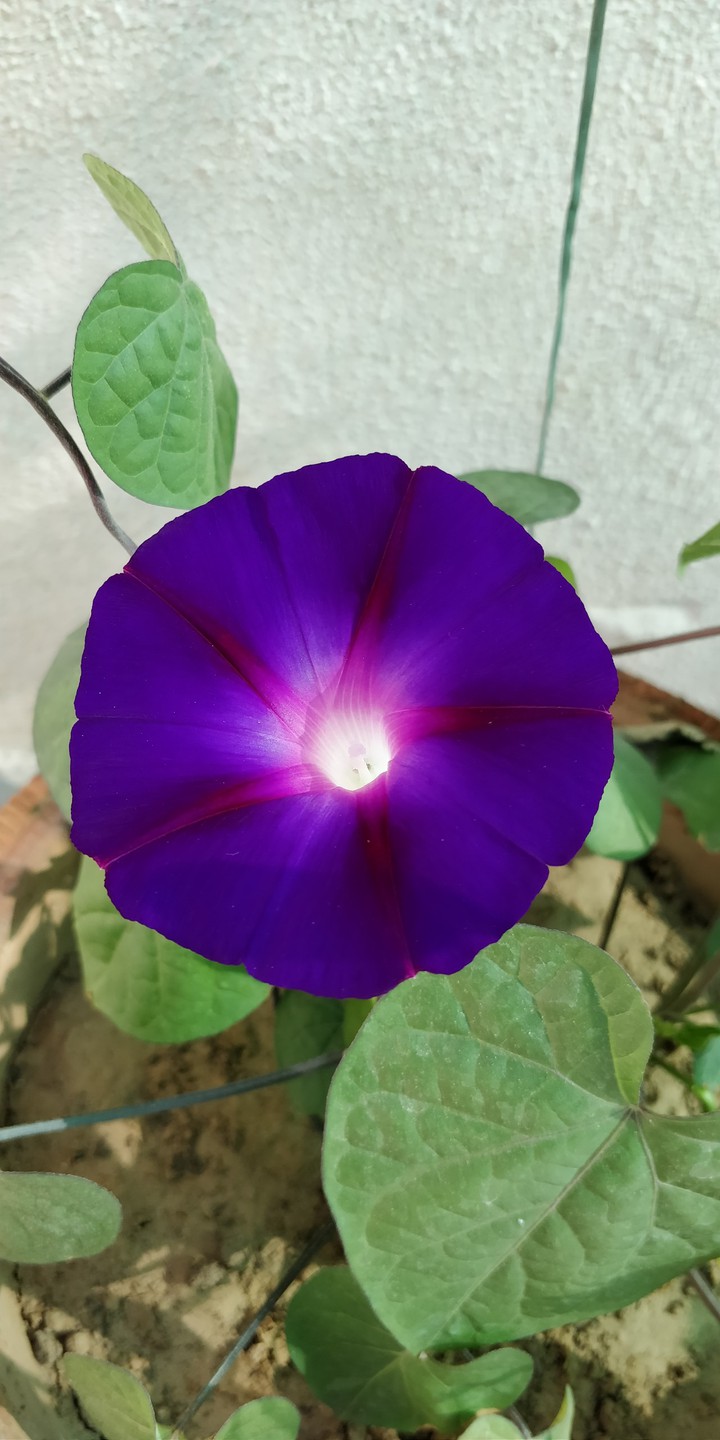 morning glory