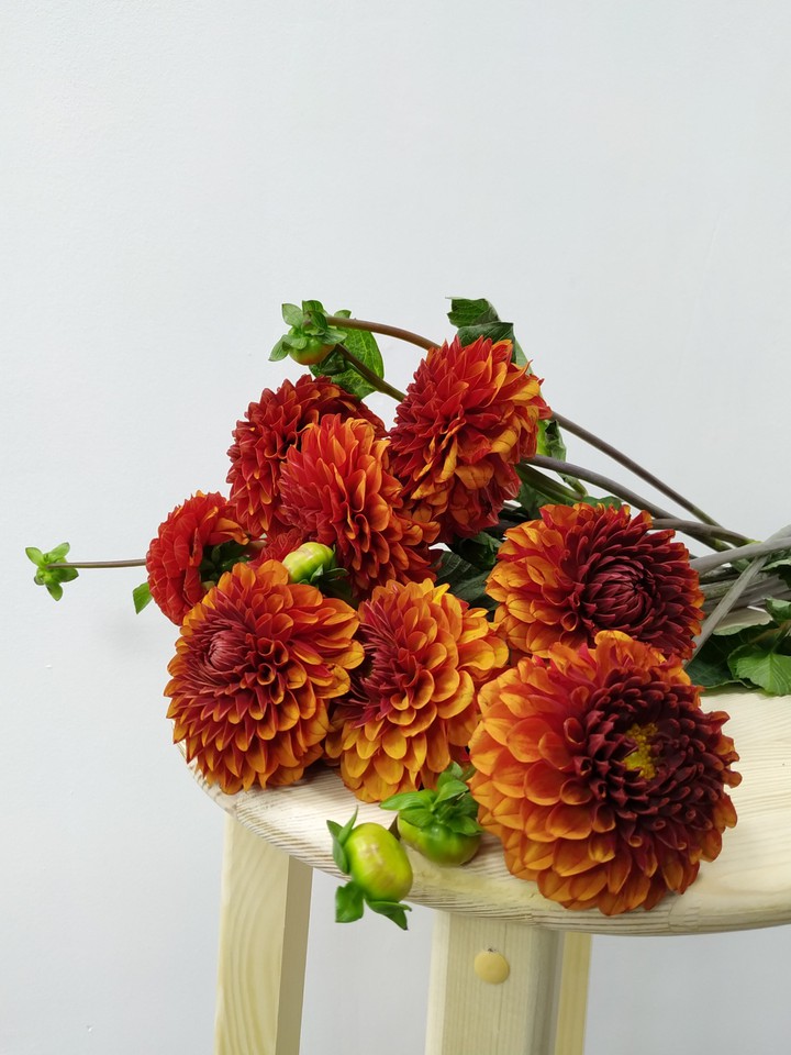 dahlias