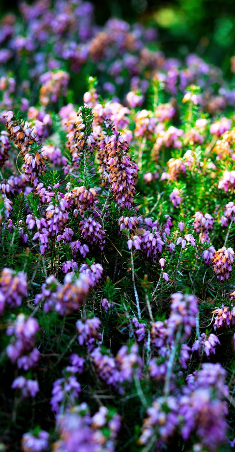 spring