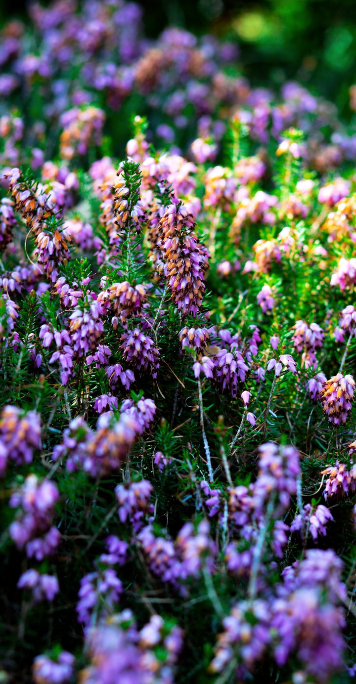 spring