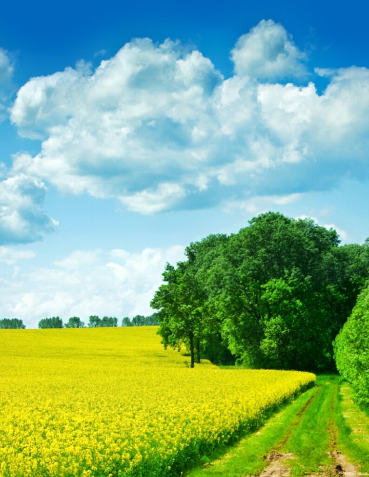 Nature