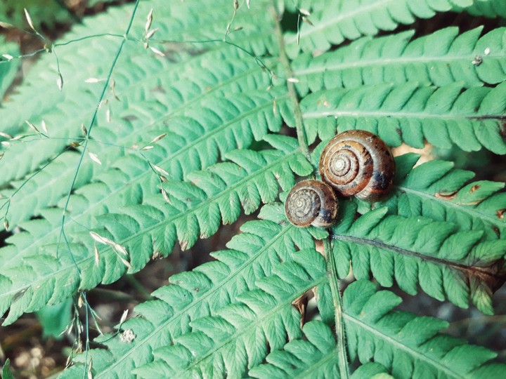snails