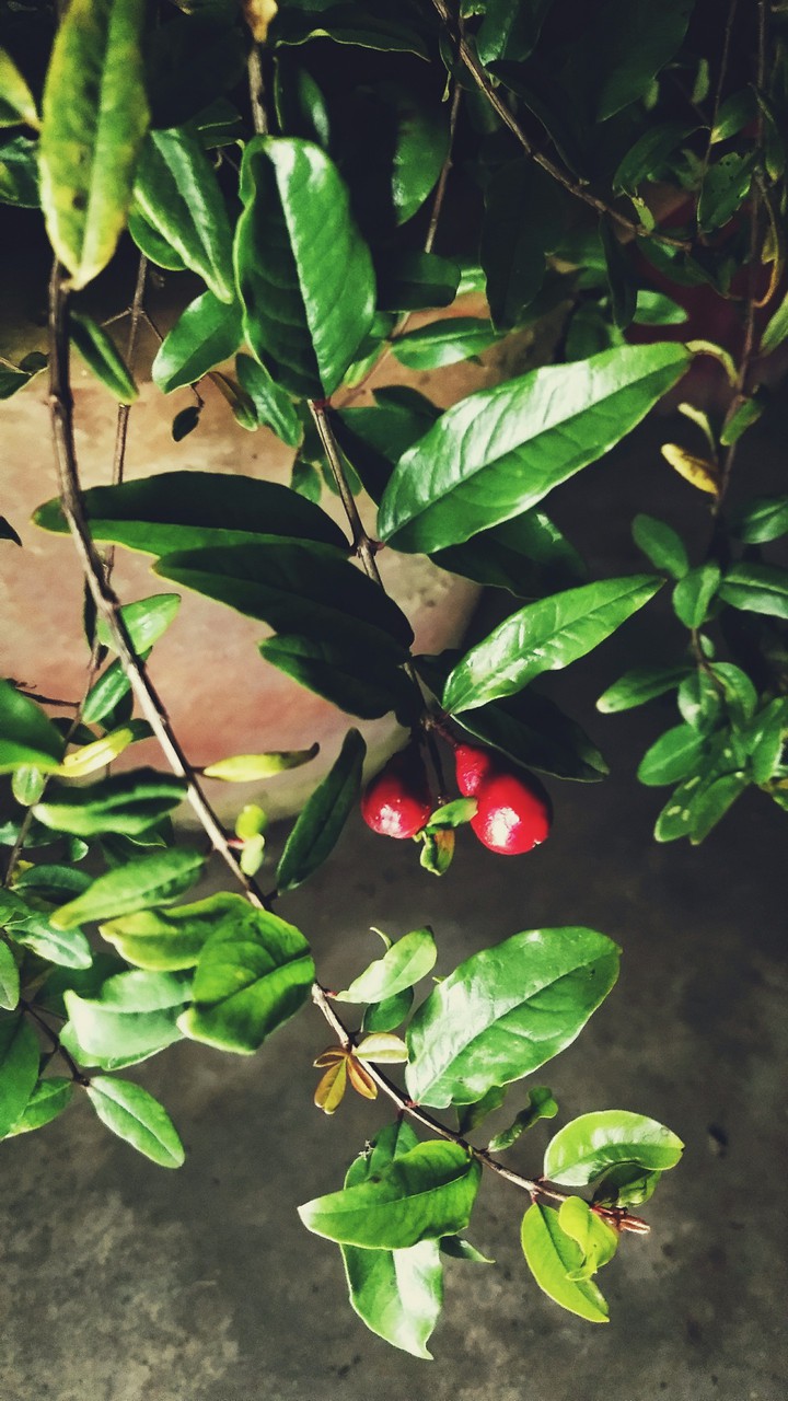 leaves