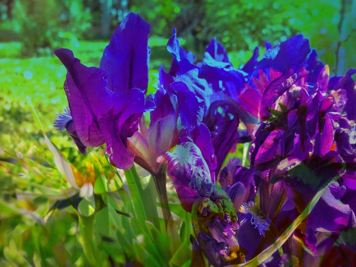 Flowers Mix
