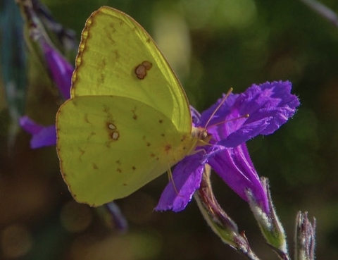 тапети insect, plant