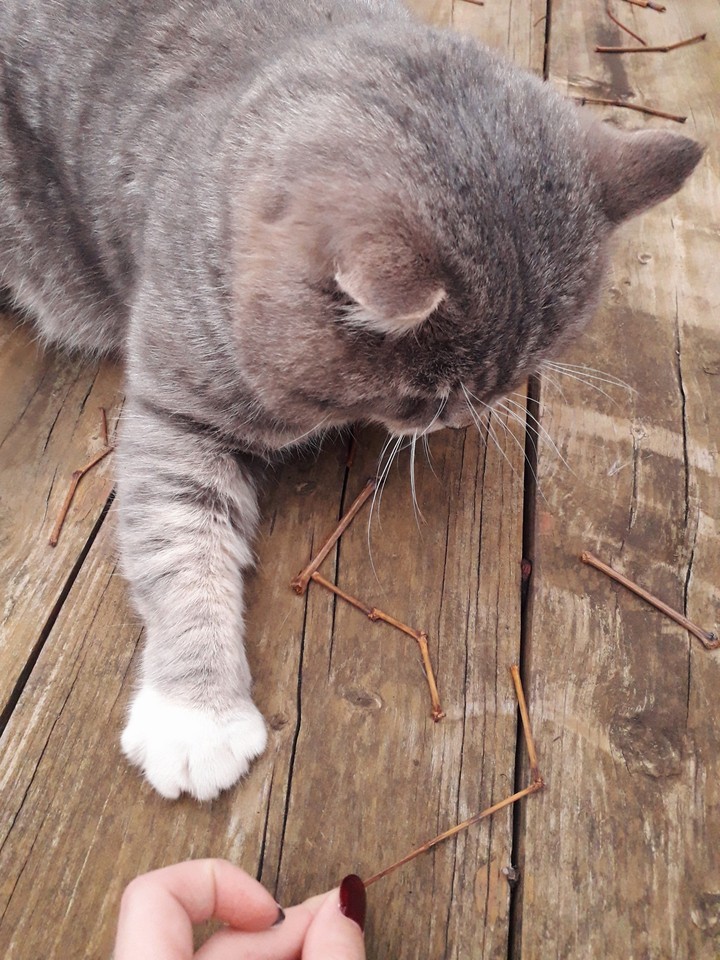 cat
