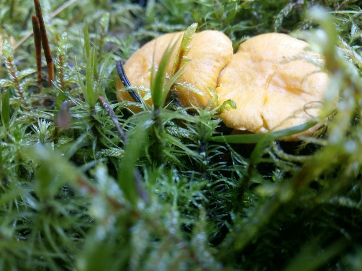 the beauty of the forest