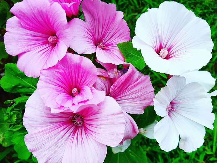 Pinks
