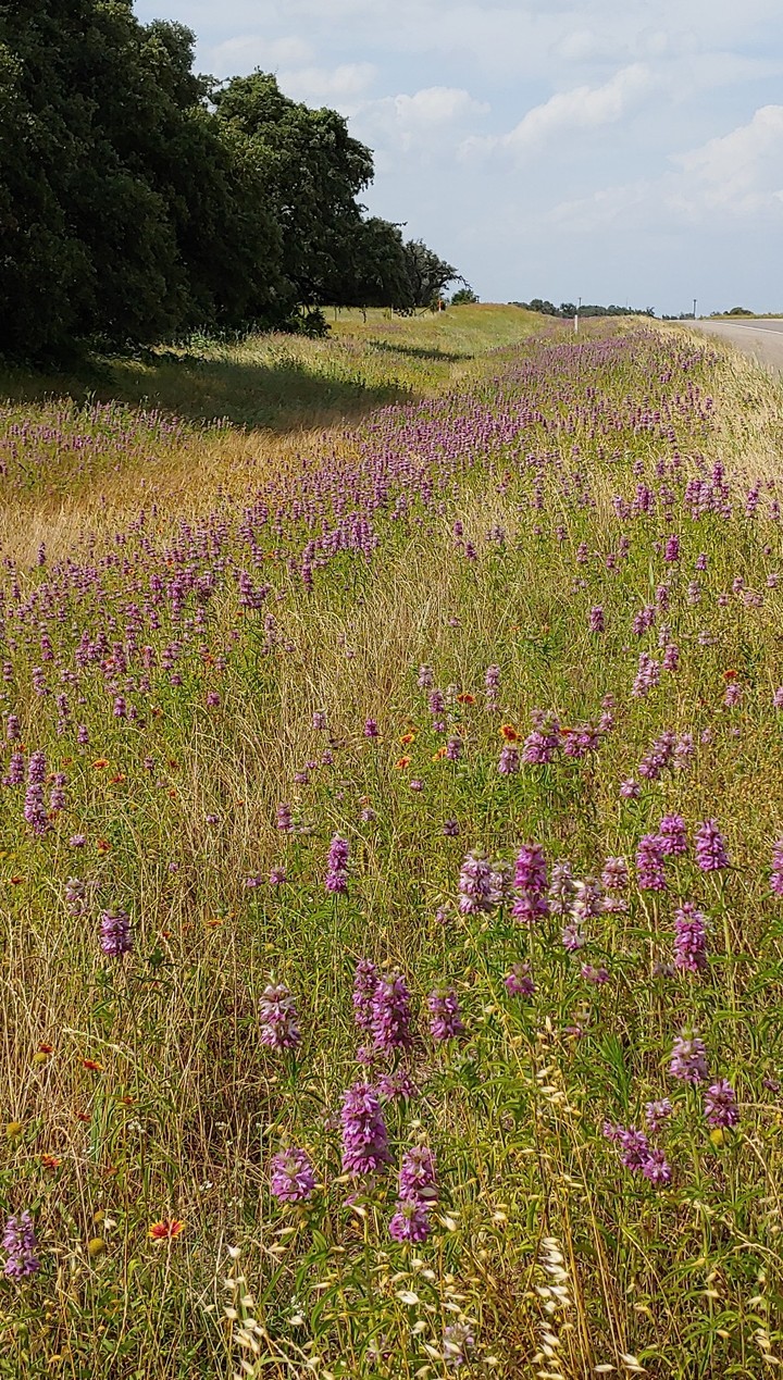Early Texas summer #2
