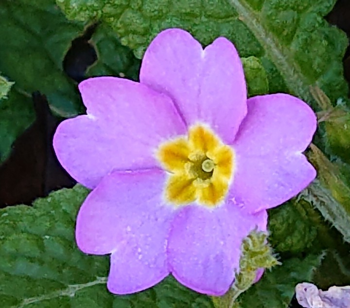 fleur violette