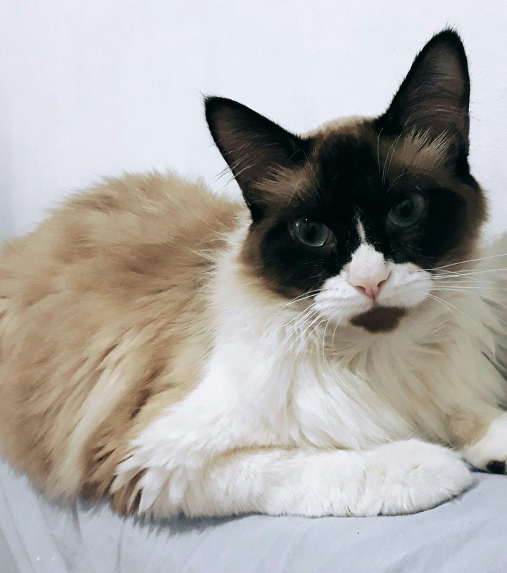 Gato