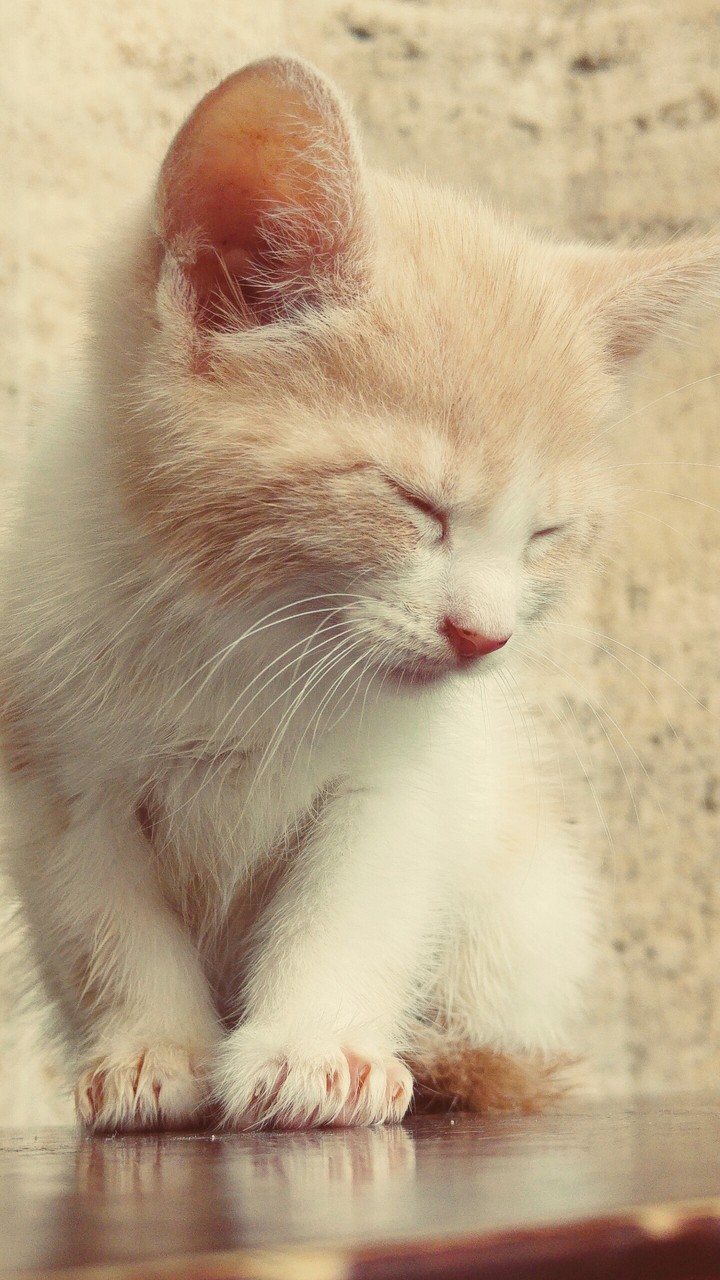 baby cat
