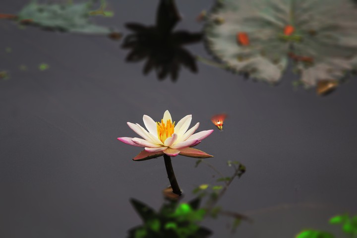 Lily - Water Lily