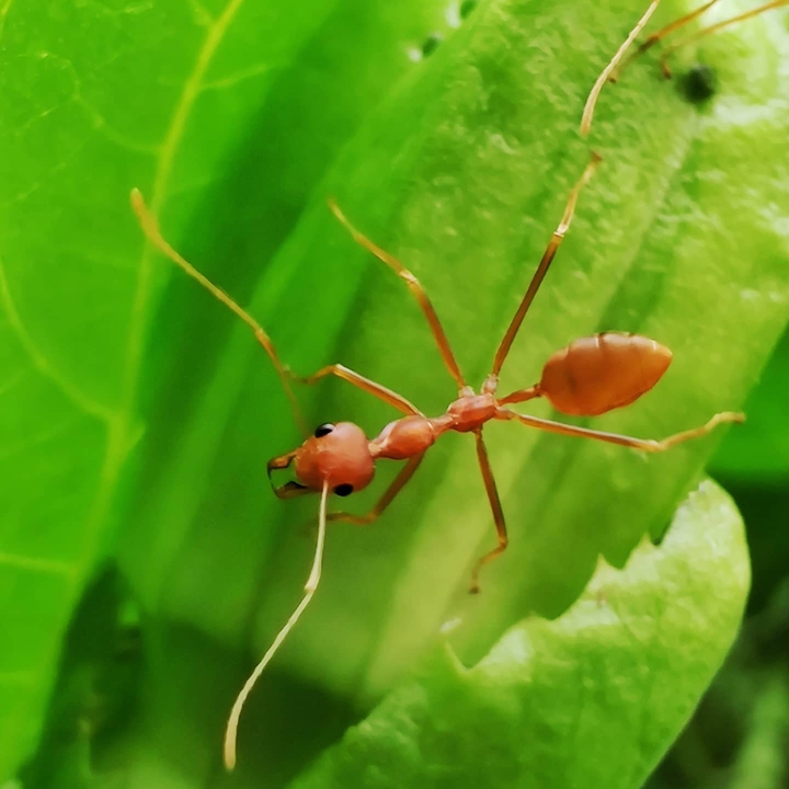 Ant