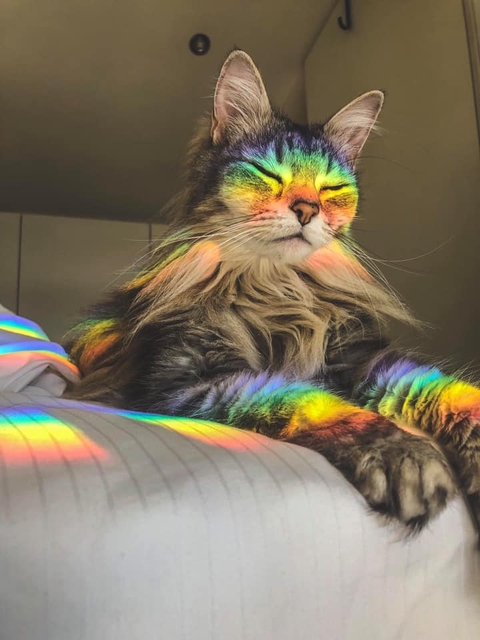 동물 수염, 고양이 배경화면