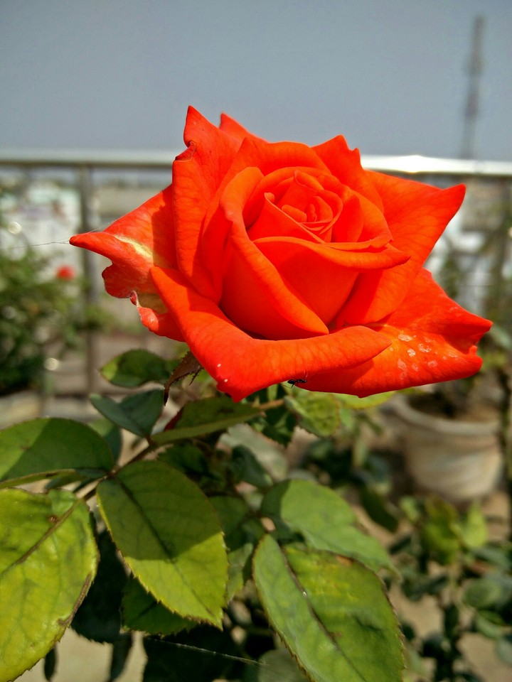 Rose