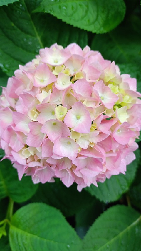 flower, botany Hintergrundbilder