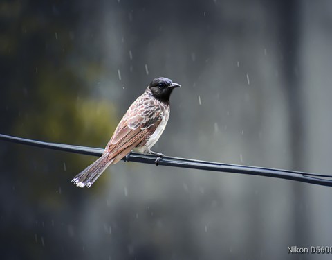 Bulbul