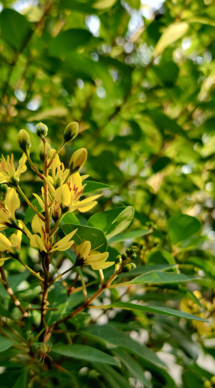 the shade of yellow and green so lovely