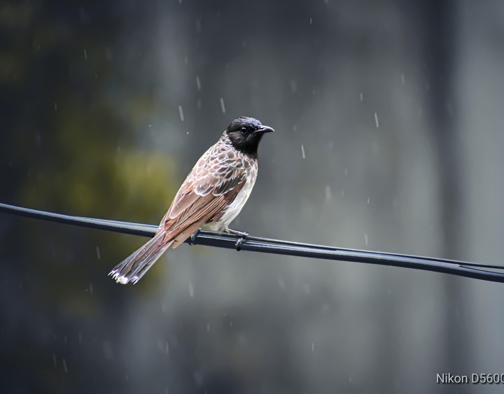 Bulbul
