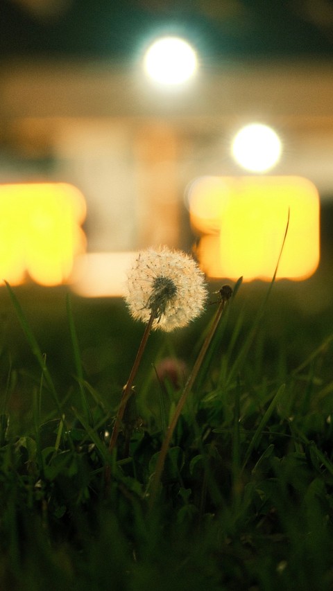 backlighting, Dandelion achtergronden