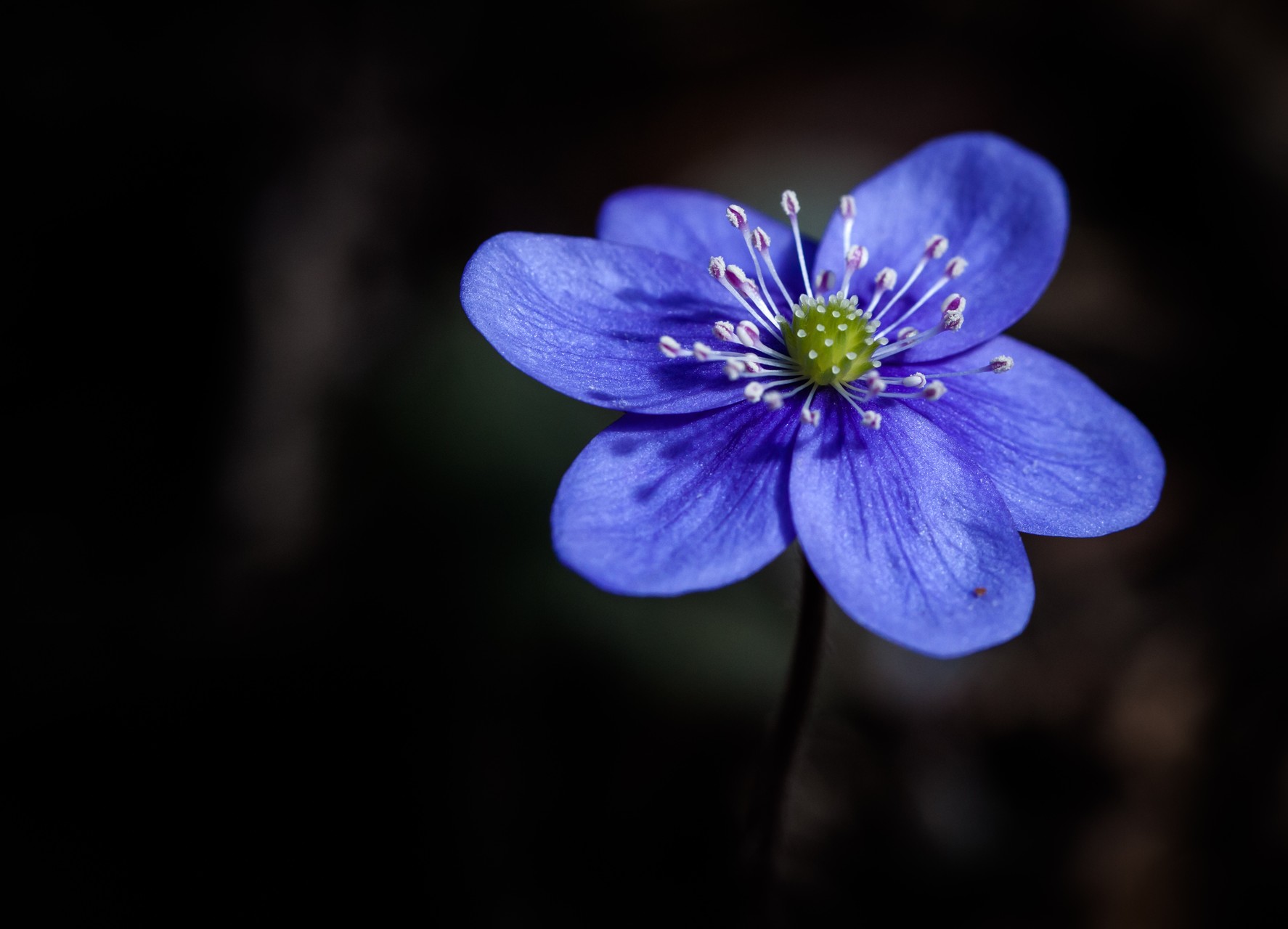 Anemone