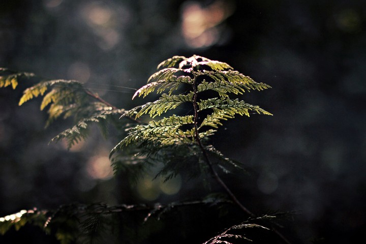 Branches Above